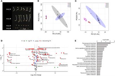 Comprehensive metabolomic and lipidomic alterations in response to heat stress during seed germination and seedling growth of Arabidopsis